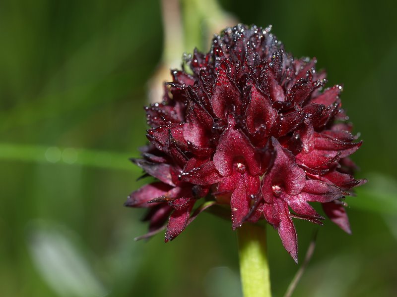 Orchidee val Brenta